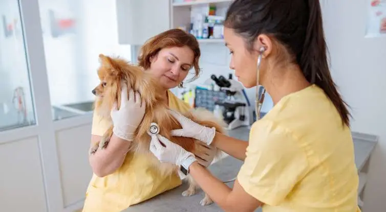 Clínica Veterinaria La Campana